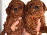 Redbrown toy poodle yavrularım