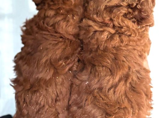 Redbrown Toy Poodle Yavrularım görsel