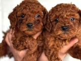 Redbrown Toy Poodle Yavrularım
