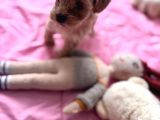 Minik Maltipoo Yavrumuzu