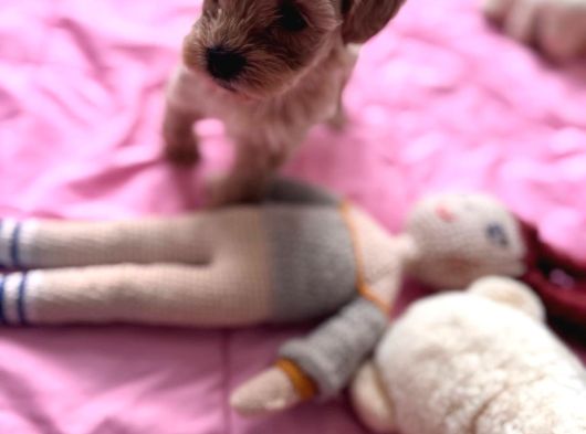 Minik Maltipoo Yavrumuzu görsel