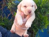 Sevimli Labrador Yavrularımız