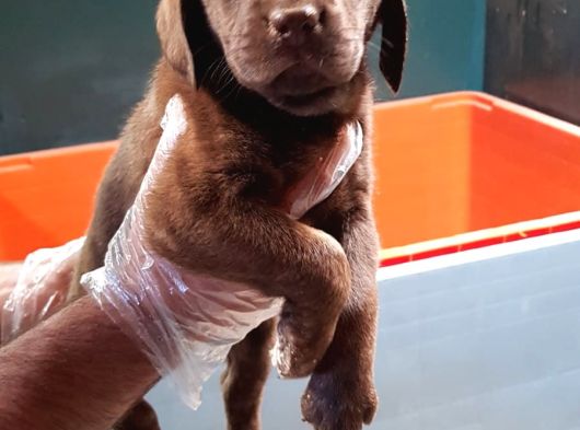 Sevimli Labrador Yavrularımız görsel