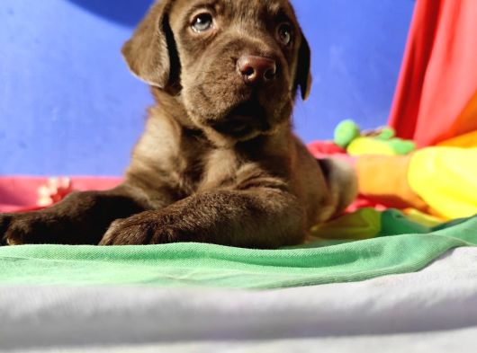 Sevimli Labrador Yavrularımız görsel