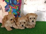Morkie Yavrularımız