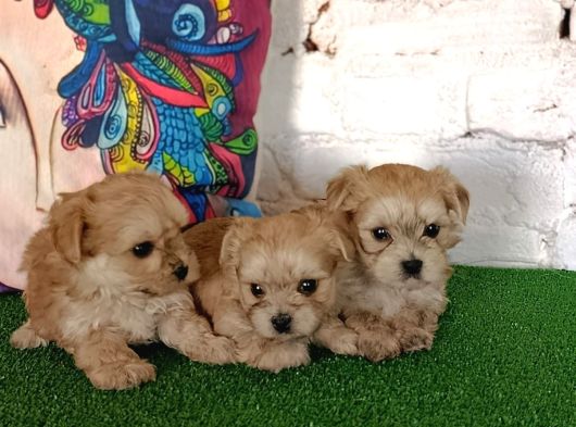 Morkie Yavrularımız görsel
