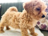 Maltipoo Yavrularımız