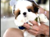 Teacup shihtzu bebeklerimiz