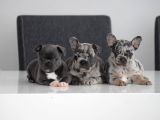 Fransiz Bulldog Yavrulari Çi̇ftli̇kten
