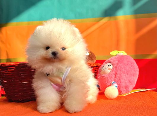 Pomeranian Boo Teddy Bear Yavrularımız görsel