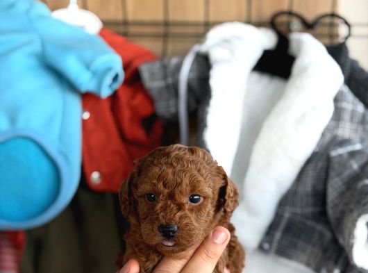 Güzeller Güzeli Toy Poodle Yavrularım görsel