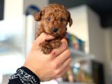 Güzeller Güzeli Toy Poodle Yavrularım
