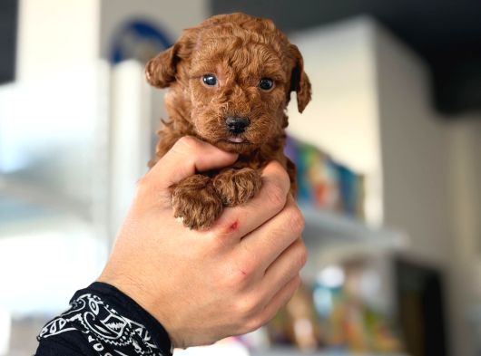 Güzeller Güzeli Toy Poodle Yavrularım görsel