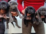 Orijinal Irk Cane Corso  Veteriner Onaylı ve Sağlıklı