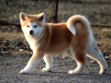 JAPON AKİTA INU YAVRULARİ İSTANBUL