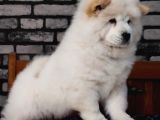 ÇİN ASLANI Chow Chow Yavruları Aşıları Tam