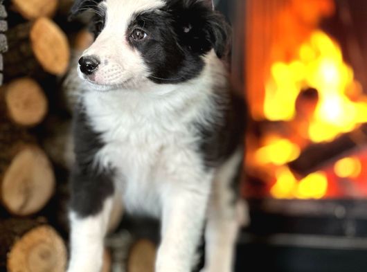 Benzersiz Güzellikte Border Collie Yavruları