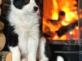 Benzersiz Güzellikte Border Collie Yavruları