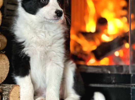 Benzersiz Güzellikte Border Collie Yavruları görsel