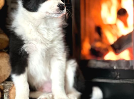Benzersiz Güzellikte Border Collie Yavruları görsel
