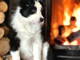 Benzersiz Güzellikte Border Collie Yavruları