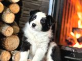 Benzersiz Güzellikte Border Collie Yavruları