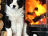 Benzersiz Güzellikte Border Collie Yavruları