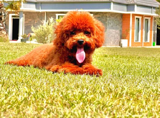 Orji̇nal Teacup Red Brown Poodle Yavrulari̇ görsel