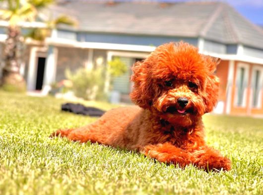 Orji̇nal Teacup Red Brown Poodle Yavrulari̇ görsel