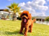 Orji̇nal Teacup Red Brown Poodle Yavrulari̇