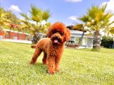Orji̇nal Teacup Red Brown Poodle Yavrulari̇