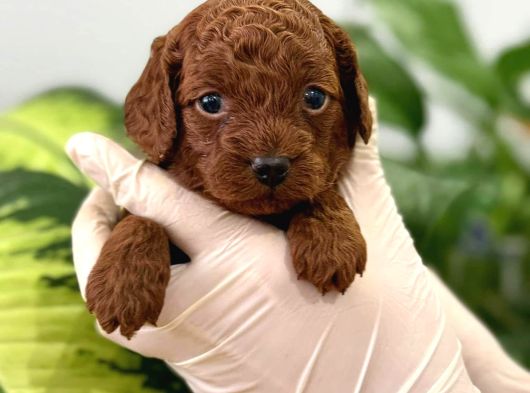 İstanbulun En Gözde Toy Poodle Bebekleri̇