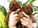 İstanbulun En Gözde Toy Poodle Bebekleri̇