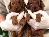 İstanbulun En Gözde Toy Poodle Bebekleri̇