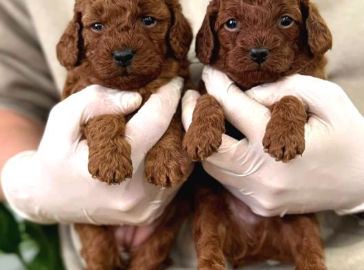 İstanbulun En Gözde Toy Poodle Bebekleri̇ görsel