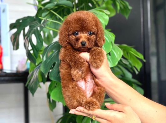 İstanbul Kapida Ödemeli̇ Gerçek Toy Poodle Bebekleri̇m