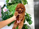 İstanbul Kapida Ödemeli̇ Gerçek Toy Poodle Bebekleri̇m