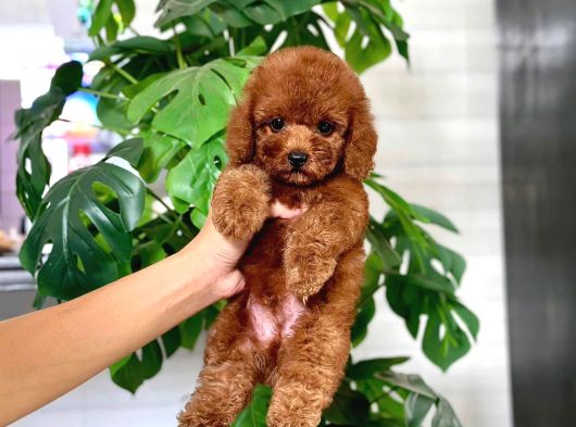 İstanbul Kapida Ödemeli̇ Gerçek Toy Poodle Bebekleri̇m görsel