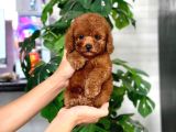 İstanbul Kapida Ödemeli̇ Gerçek Toy Poodle Bebekleri̇m