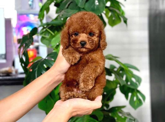 İstanbul Kapida Ödemeli̇ Gerçek Toy Poodle Bebekleri̇m görsel