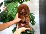 İstanbul Kapida Ödemeli̇ Gerçek Toy Poodle Bebekleri̇m