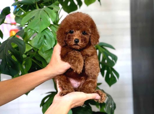 İstanbul Kapida Ödemeli̇ Gerçek Toy Poodle Bebekleri̇m görsel