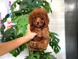 İstanbul Kapida Ödemeli̇ Gerçek Toy Poodle Bebekleri̇m