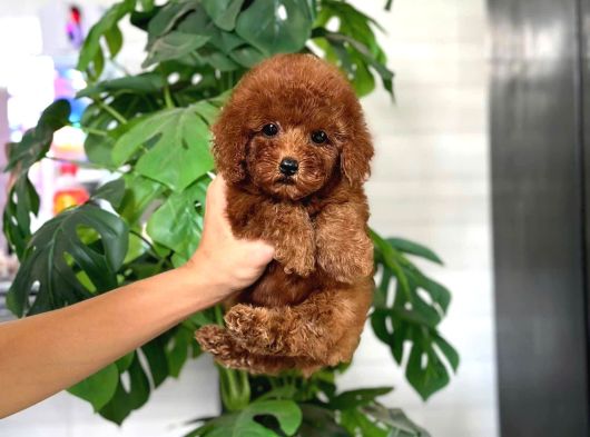 İstanbul Kapida Ödemeli̇ Gerçek Toy Poodle Bebekleri̇m görsel