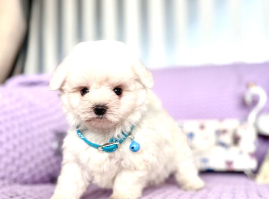 Maltese Terrier Safkan En Küçük Boy Yavrularımız görsel