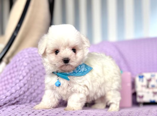 Maltese Terrier Safkan En Küçük Boy Yavrularımız görsel