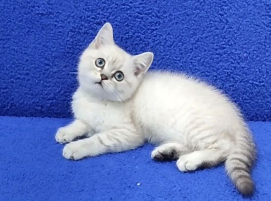 BRİTİSH ŞORTHAİR YAVRU PONÇİK YENİ SAHİBİNİ ARIYOR