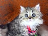 British Shorthair Ve Longhair Golden Tabby Yavrular
