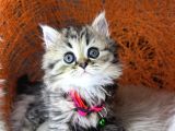 British Shorthair Ve Longhair Golden Tabby Yavrular