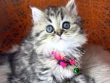 British Shorthair Ve Longhair Golden Tabby Yavrular